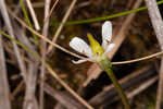 White screwstem